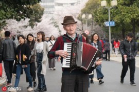 上海八旬老人樱花大道上拉手风琴，上演现实版“浪漫樱花”